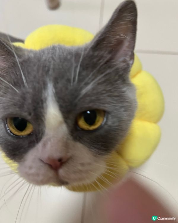 怒啤中的番薯妹