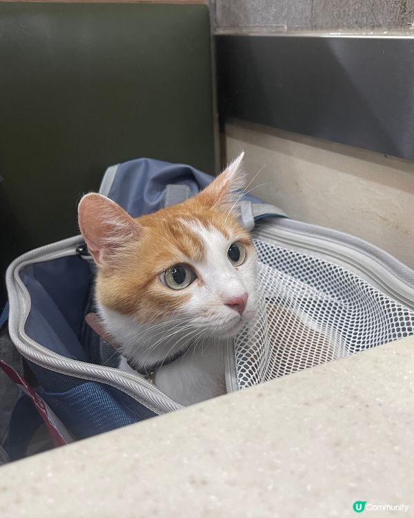 店長GEGE 睇完醫生