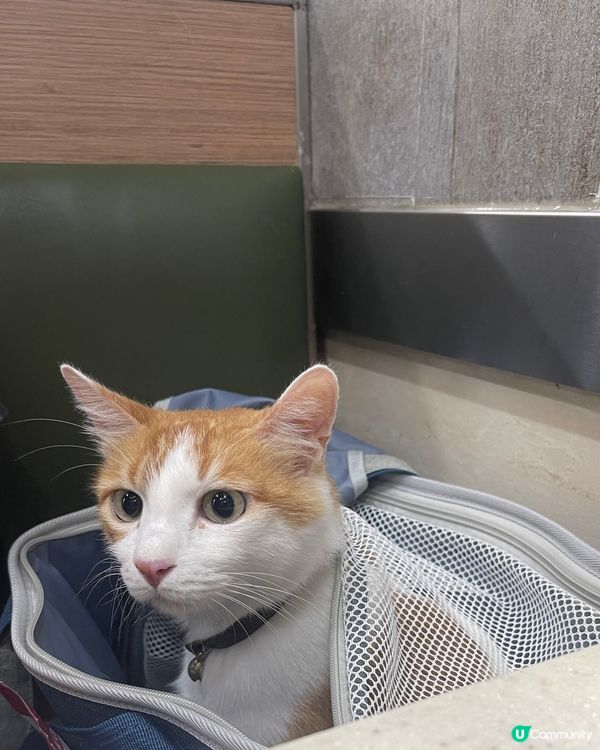 店長GEGE 睇完醫生