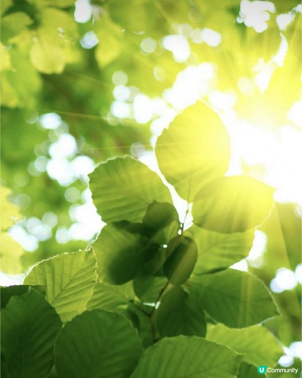 探索直覺的力量- 阿卡西紀錄閱讀