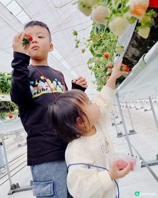 任摘任食超甜士多啤梨🍓