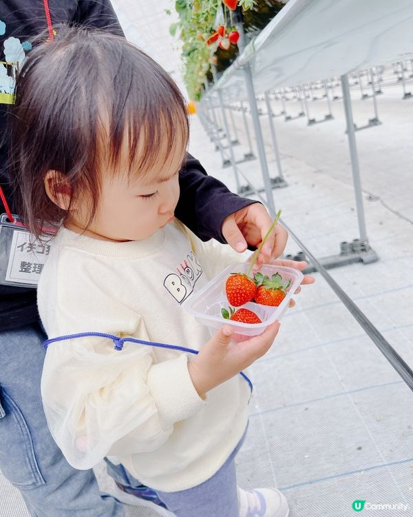 任摘任食超甜士多啤梨🍓