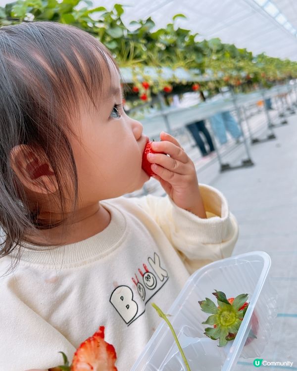 任摘任食超甜士多啤梨🍓