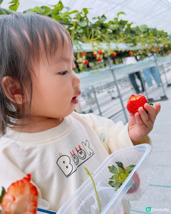任摘任食超甜士多啤梨🍓