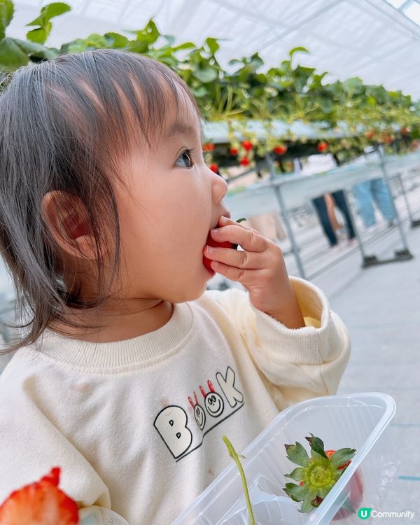 任摘任食超甜士多啤梨🍓