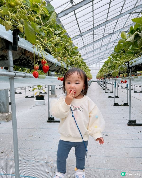 任摘任食超甜士多啤梨🍓