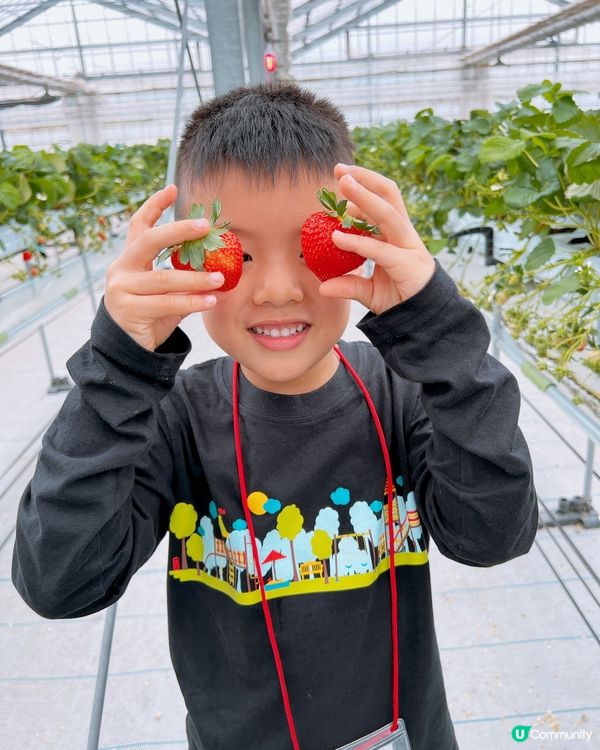 任摘任食超甜士多啤梨🍓