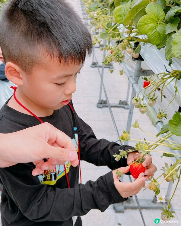 任摘任食超甜士多啤梨🍓