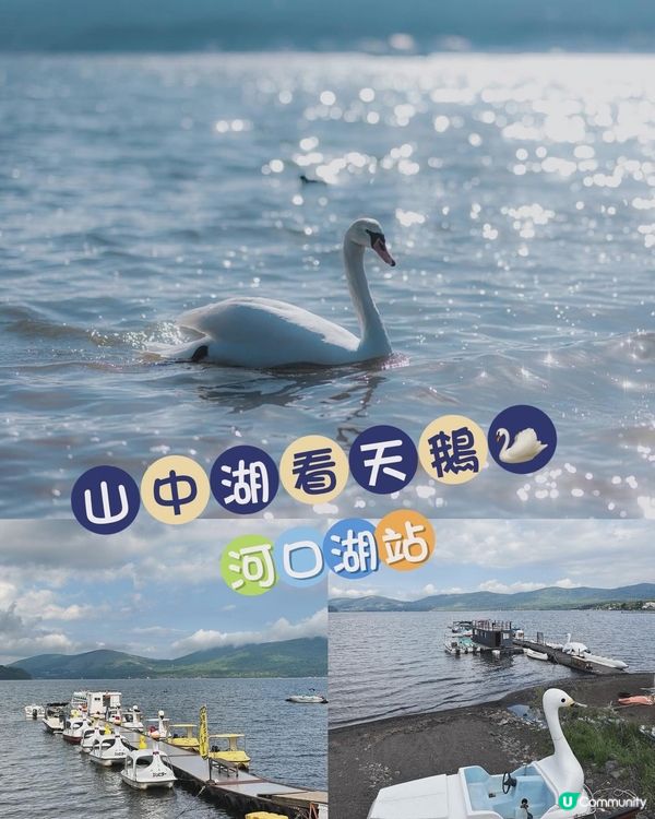山中湖看天鵝🦢