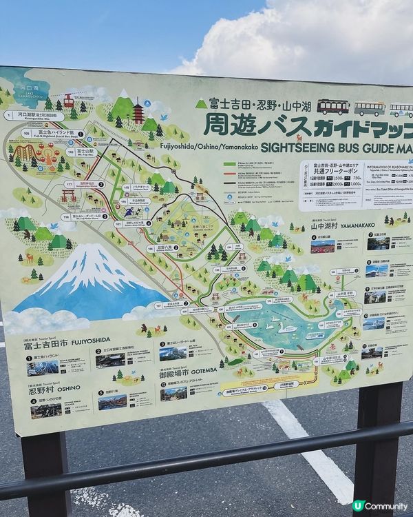 山中湖看天鵝🦢