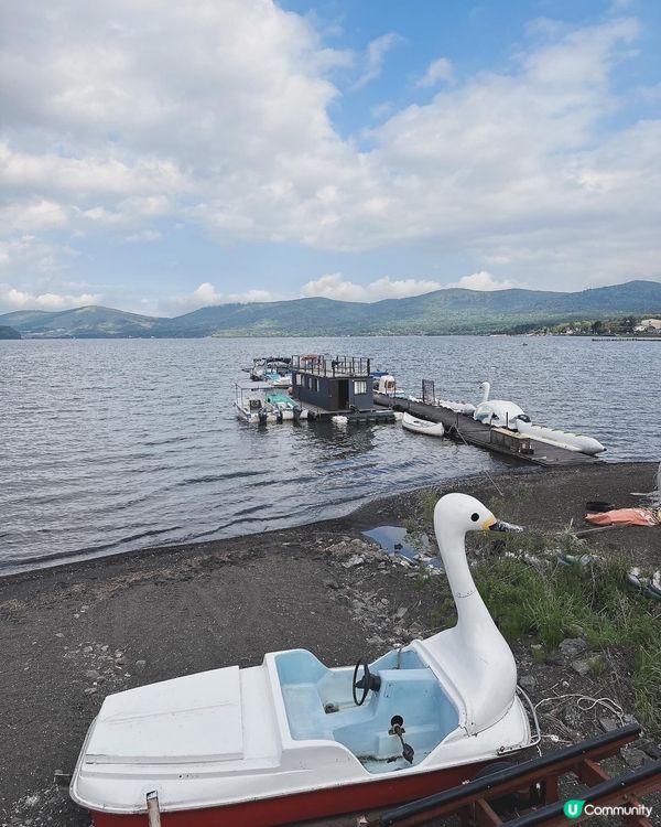 山中湖看天鵝🦢