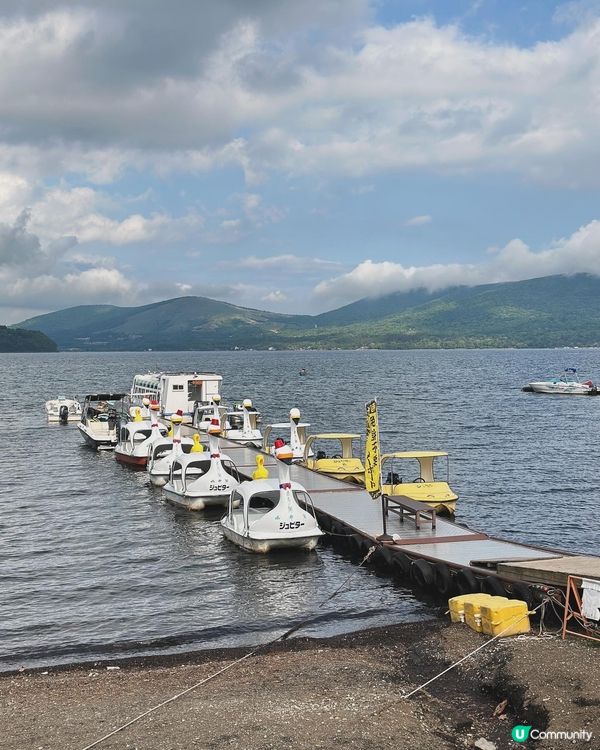 山中湖看天鵝🦢
