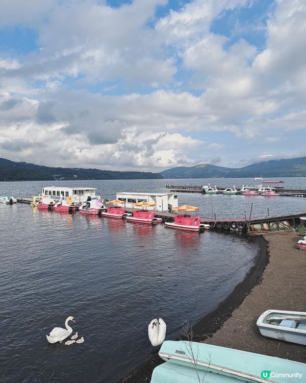 山中湖看天鵝🦢