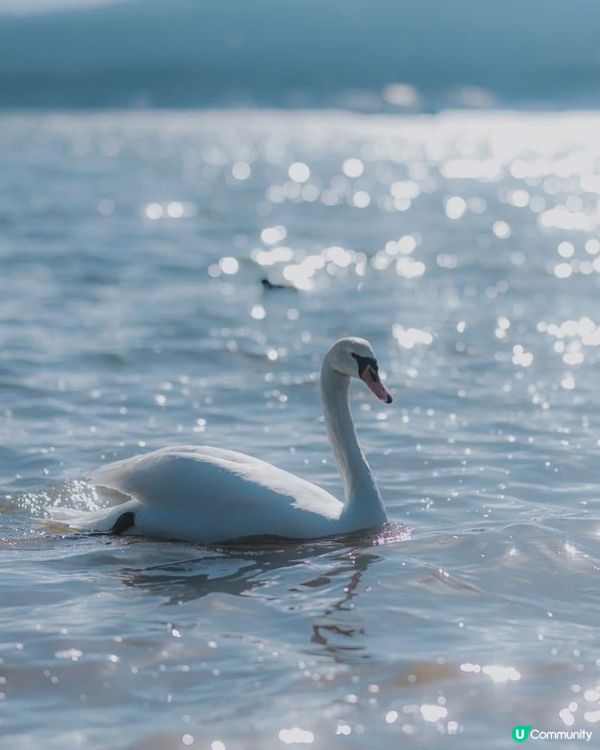 山中湖看天鵝🦢