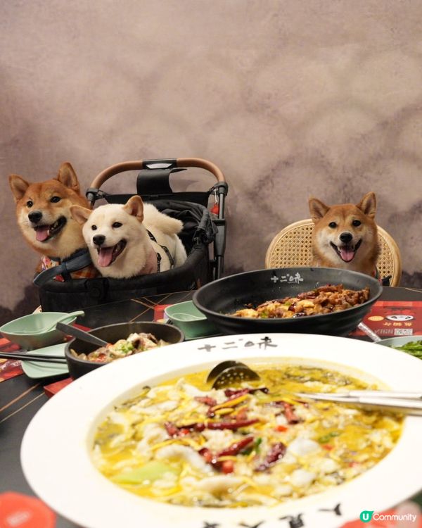 D2 寵物友善食辣野😝