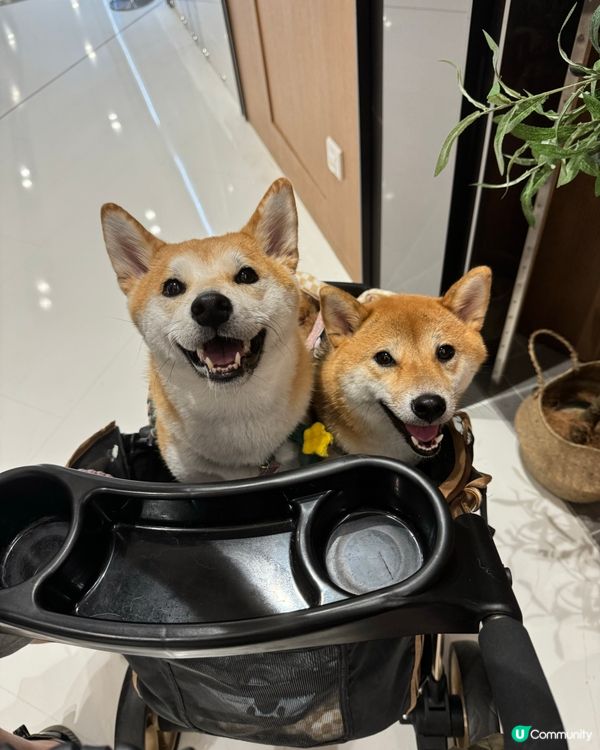 圍方泰國甜品好食💜寵物友善🐕