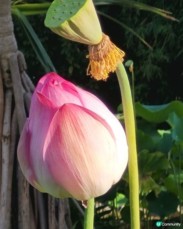 深圳洪湖花園荷花節，有多個荷花品種，荷花節將在7月15日結朿...