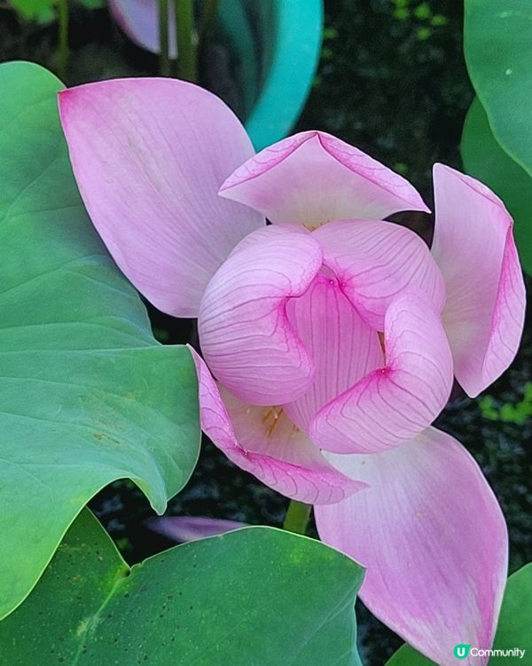 深圳洪湖花園荷花節，有多個荷花品種，荷花節將在7月15日結朿...