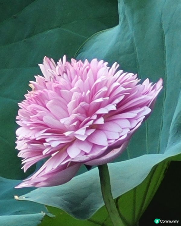 深圳洪湖花園荷花節，有多個荷花品種，荷花節將在7月15日結朿...