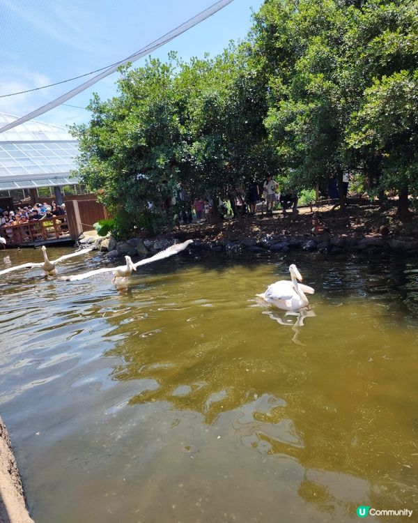 神戶動物王國,這座以溫室為主的動物園可觀賞熱帶植物、鳥類、小...