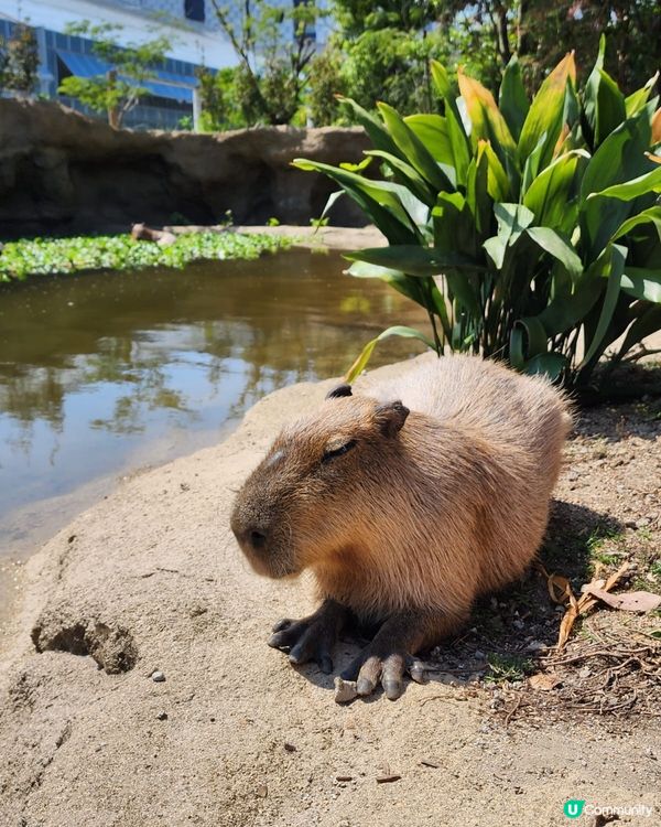 神戶動物王國,這座以溫室為主的動物園可觀賞熱帶植物、鳥類、小...