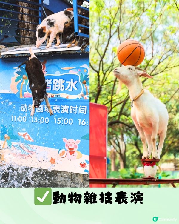 深圳光明農場燈光節2024！任玩40+個玩樂設施！親子必去～