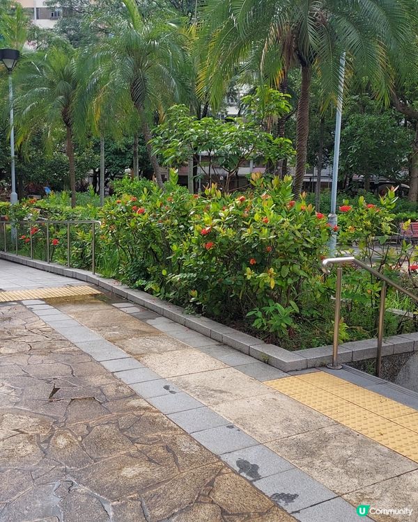 下雨後公園晨運