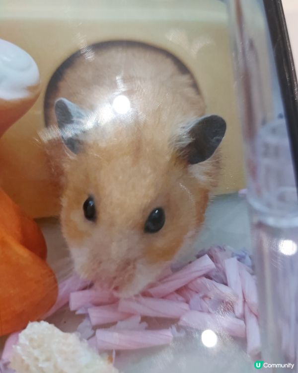 hamster