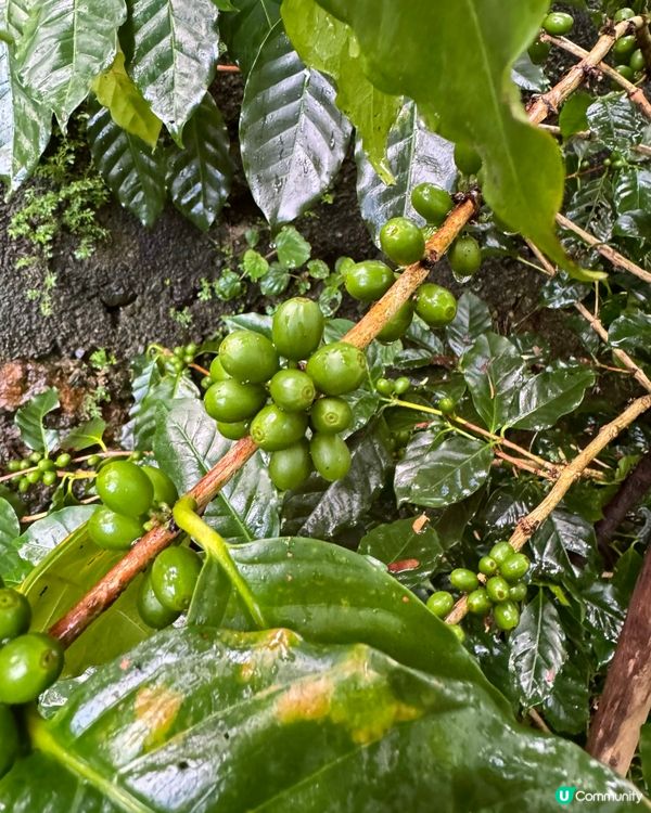 自家種植有機港產咖啡豆