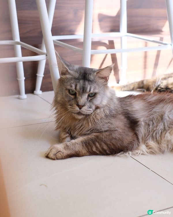 🐱 長沙灣貓貓Cafe 🐾 毛所樹樹