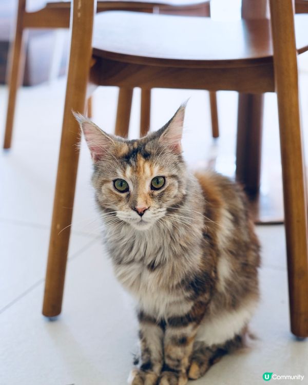 🐱 長沙灣貓貓Cafe 🐾 毛所樹樹