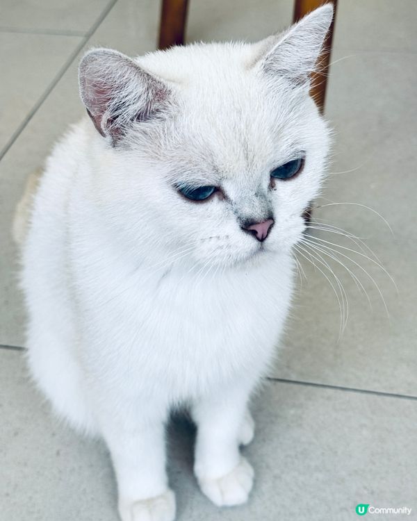 🐱 長沙灣貓貓Cafe 🐾 毛所樹樹