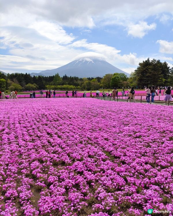 之前去河口湖睇芝櫻，真係靚到飛起，富士山真係好震撼，睇幾次都...