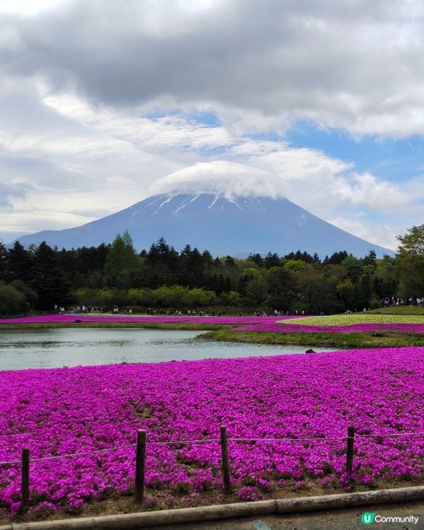 之前去河口湖睇芝櫻，真係靚到飛起，富士山真係好震撼，睇幾次都...