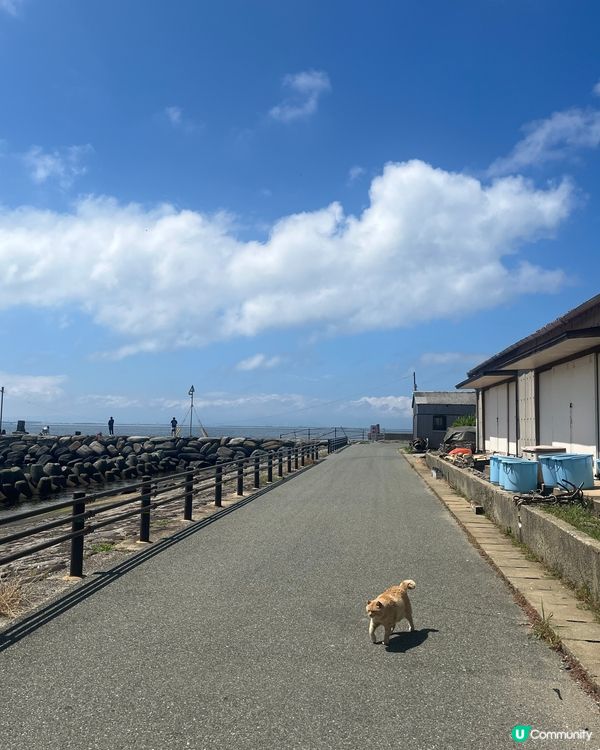 分享一下夏日福岡自駕遊 去了島原自助燒海鮮超豐富,如果加上麒...