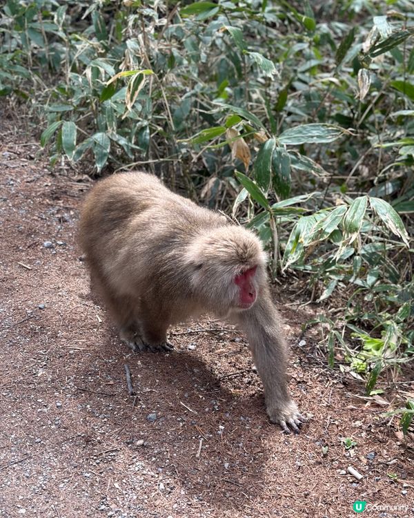 神的故鄉「上高地」，位於日本北阿爾卑斯山脈，每年4月-11月...