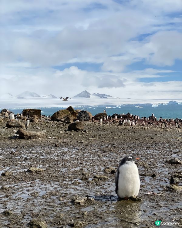 🗺️ 《南極》南極遊輪點揀好？🛫🐧🛳️