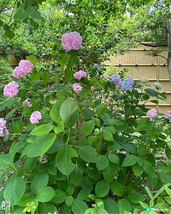 日本關西自駕遊(4) | 大阪門真購物 | 金剛寺 | KOMEDA'S咖啡店 | 道頓堀 | 蟹道樂