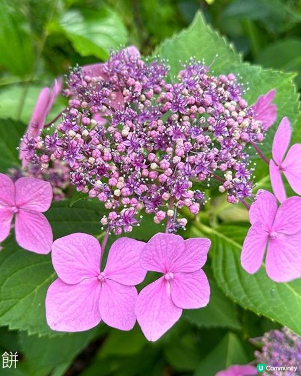 日本關西自駕遊(4) | 大阪門真購物 | 金剛寺 | KOMEDA'S咖啡店 | 道頓堀 | 蟹道樂