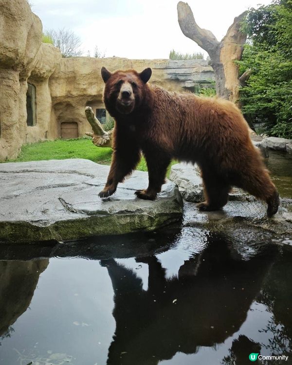 神戶動物王國🦁🐒  去探險啦！