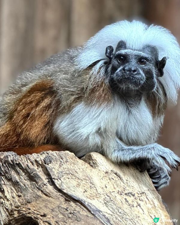 神戶動物王國🦁🐒  去探險啦！