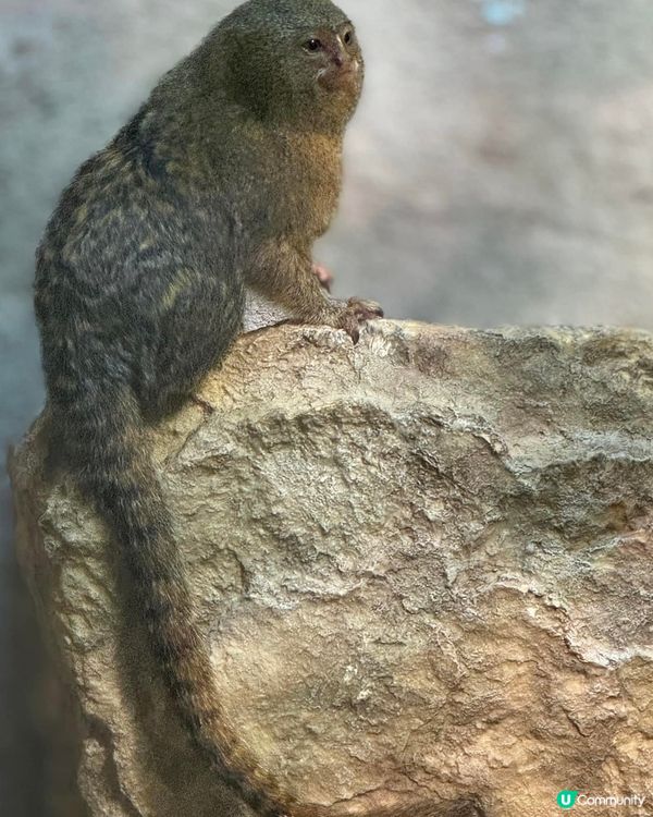 神戶動物王國🦁🐒  去探險啦！