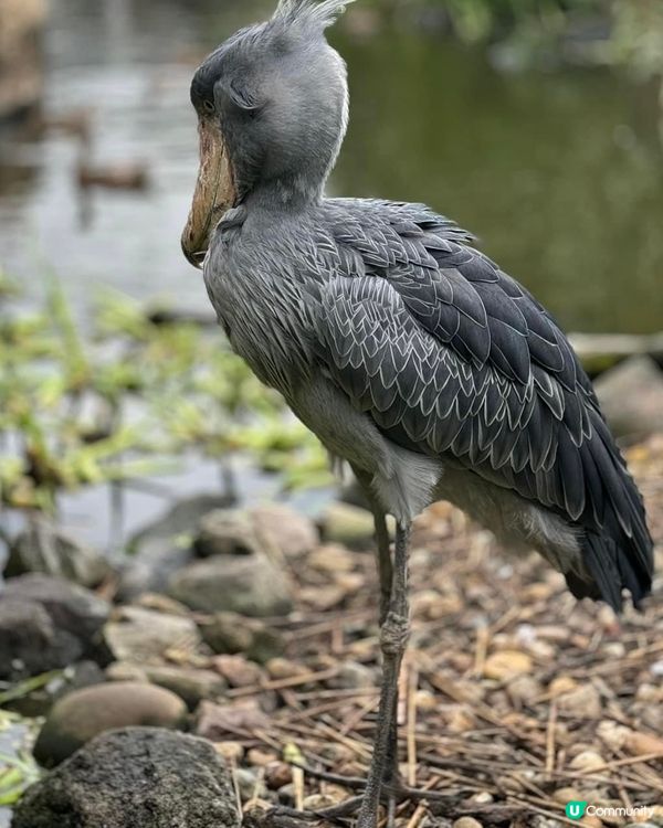 神戶動物王國🦁🐒  去探險啦！