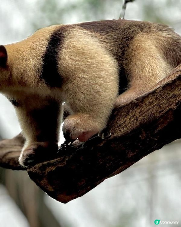 神戶動物王國🦁🐒  去探險啦！