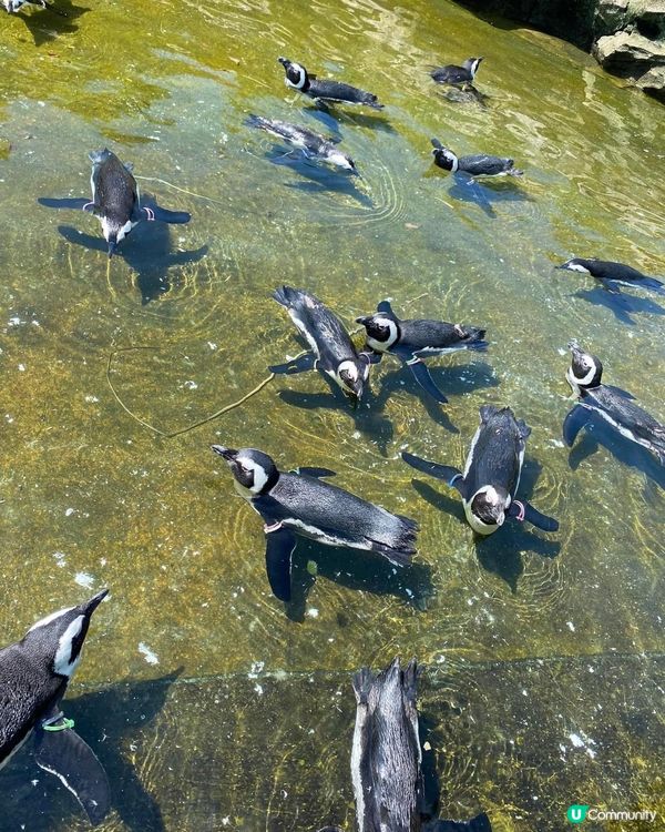 神戶動物王國🦁🐒  去探險啦！