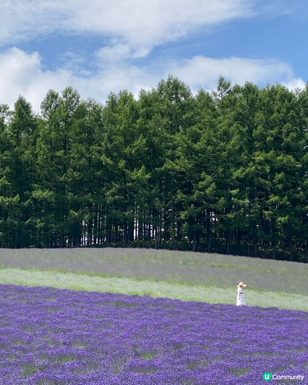 🗺️《打卡必去》富良野🎌薰衣草海💜💟💜