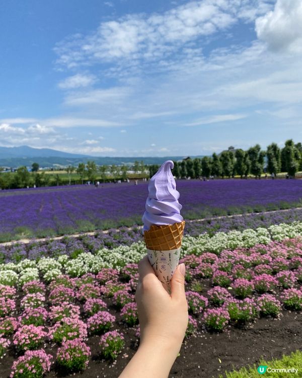 🗺️《打卡必去》富良野🎌薰衣草海💜💟💜