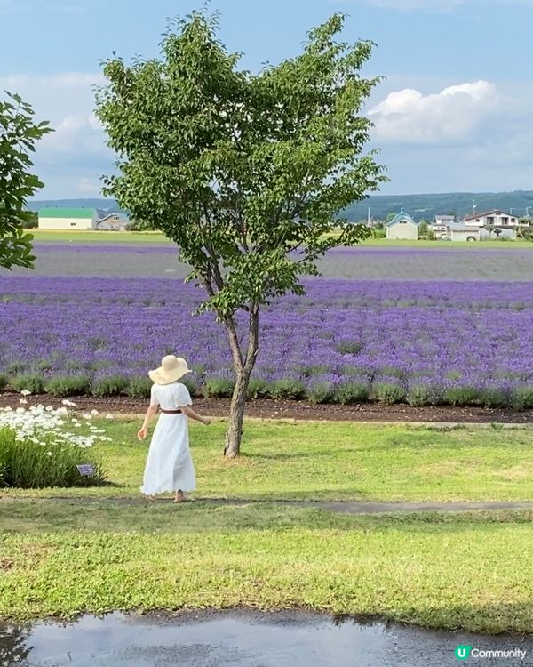 🗺️《打卡必去》富良野🎌薰衣草海💜💟💜
