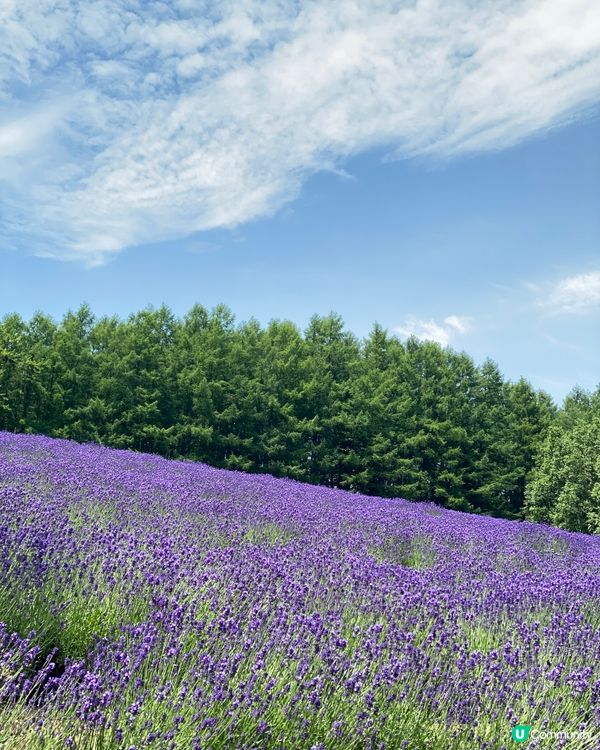 🗺️《打卡必去》富良野🎌薰衣草海💜💟💜