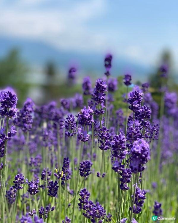 🗺️《打卡必去》富良野🎌薰衣草海💜💟💜